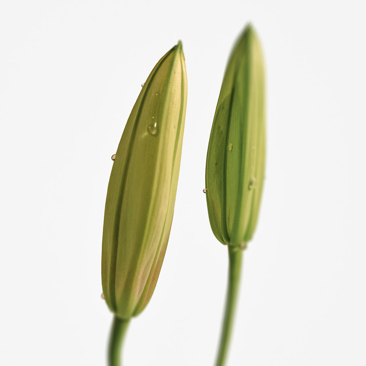 Solid Perfume Naked Muguet 313 (30g)