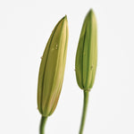 Addc't Solid Perfume Naked Muguet 313 (30g) SCENT MOOD