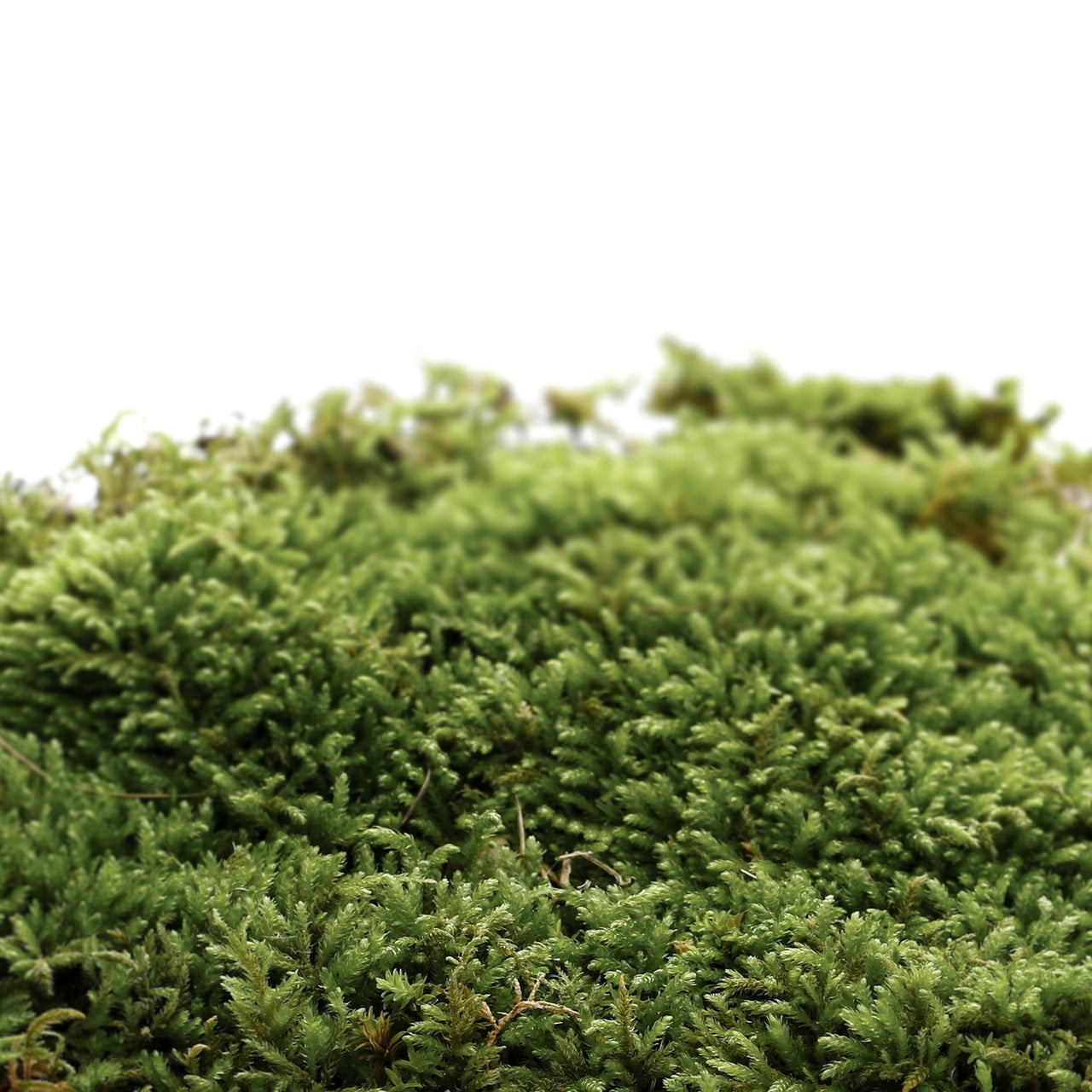 Solid Perfume Naked Oak Moss 501 (30g)