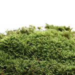 Addct Solid Perfume Naked Oak Moss 501 (30g) MOOD SCENT