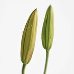 Addc't Solid Perfume Naked Muguet 313 (30g) SCENT MOOD